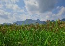 Tập huấn, tuyên truyền nâng cao nhận thức cho người sản xuất lúa vùng thâm canh năm 2023